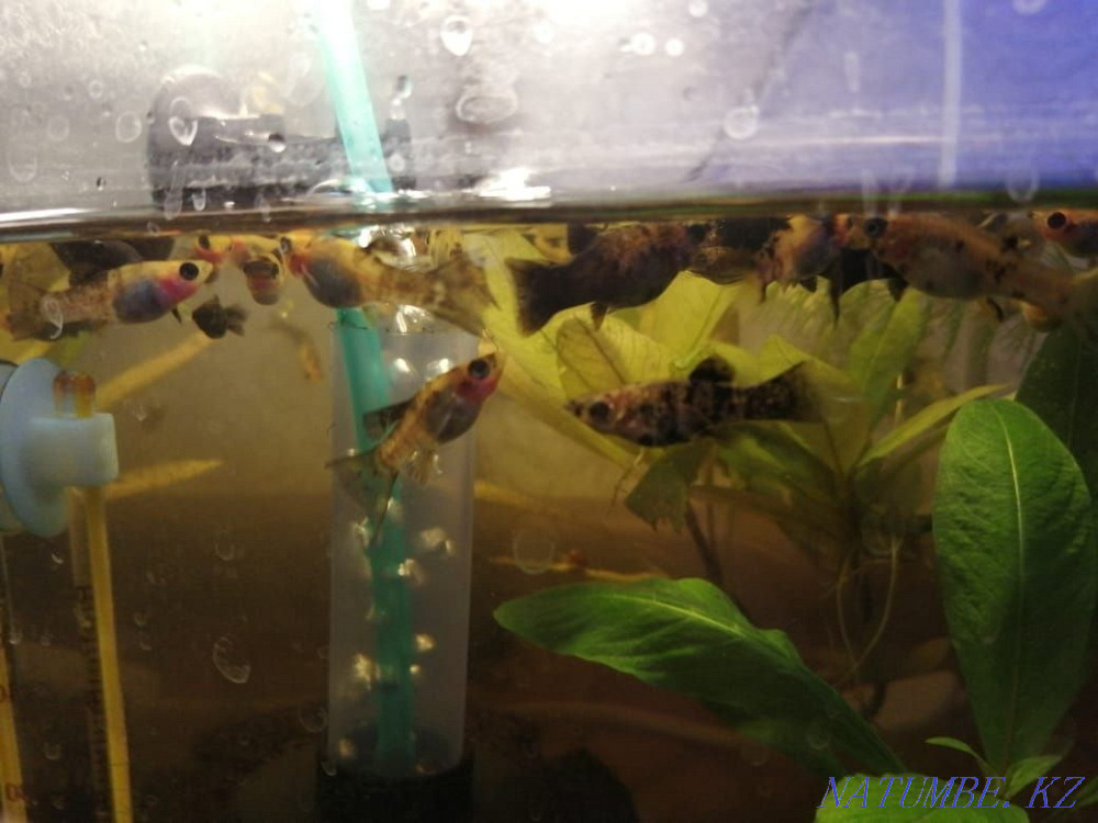 3-room apartment Балыкши - photo 1