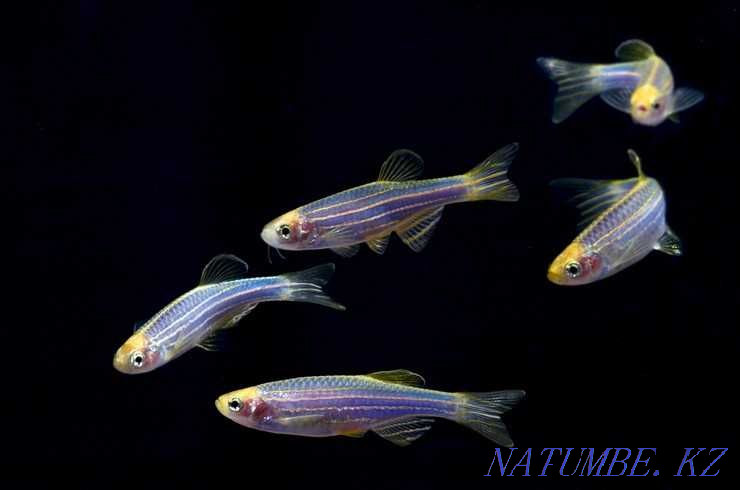 3-room apartment Astana - photo 4