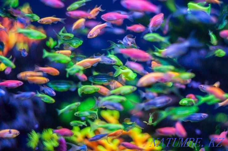 3-room apartment Astana - photo 5