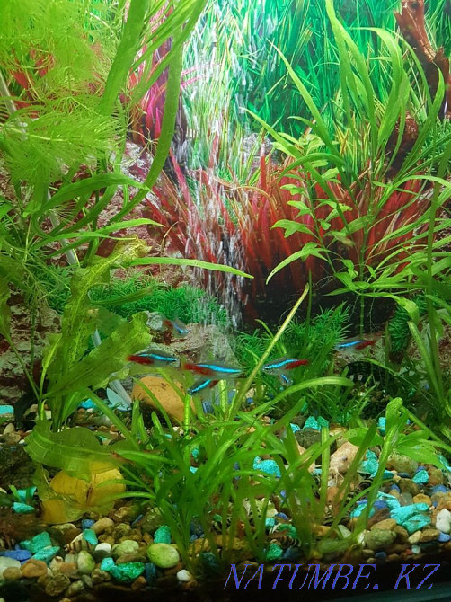 3-комнатная квартира Павлодар - изображение 6