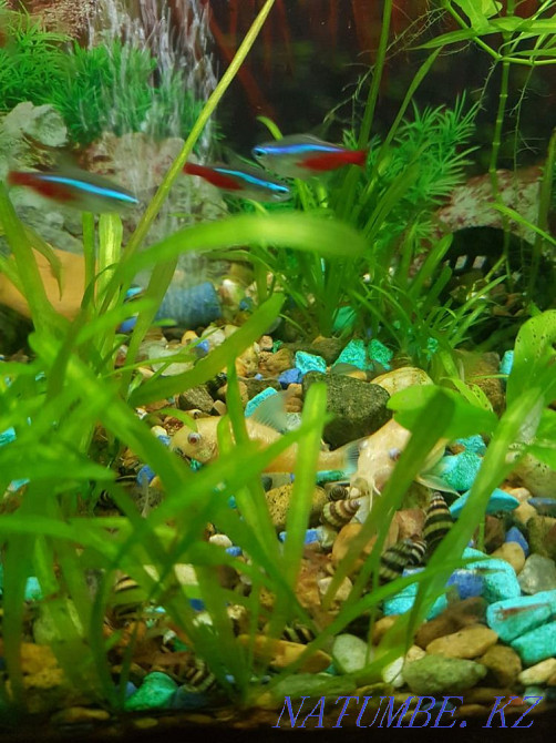 3-комнатная квартира Павлодар - изображение 3