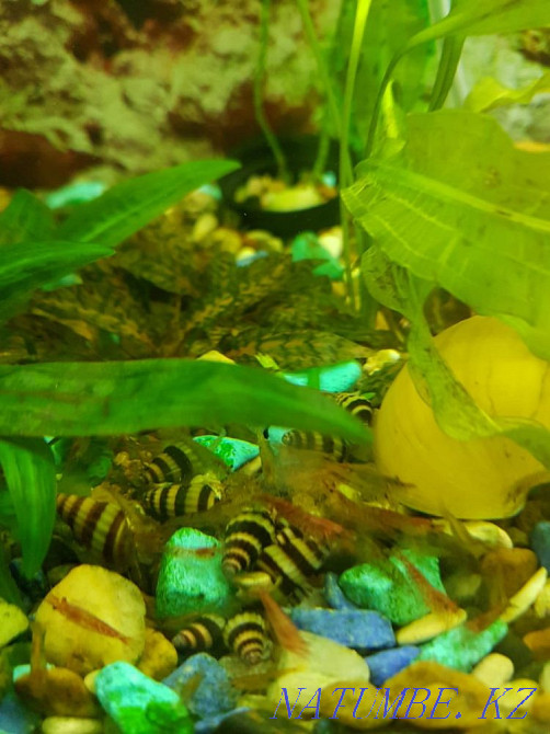 3-комнатная квартира Павлодар - изображение 2