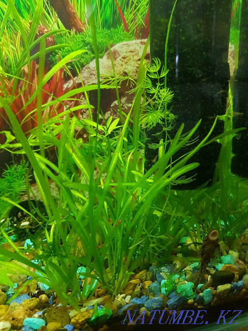 3-комнатная квартира Павлодар - изображение 5