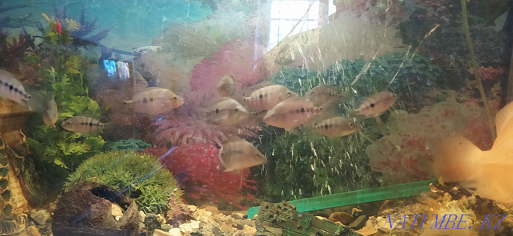 3-комнатная квартира Костанай - изображение 1