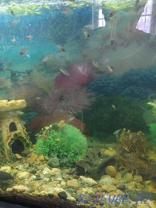 3-комнатная квартира Костанай - изображение 3