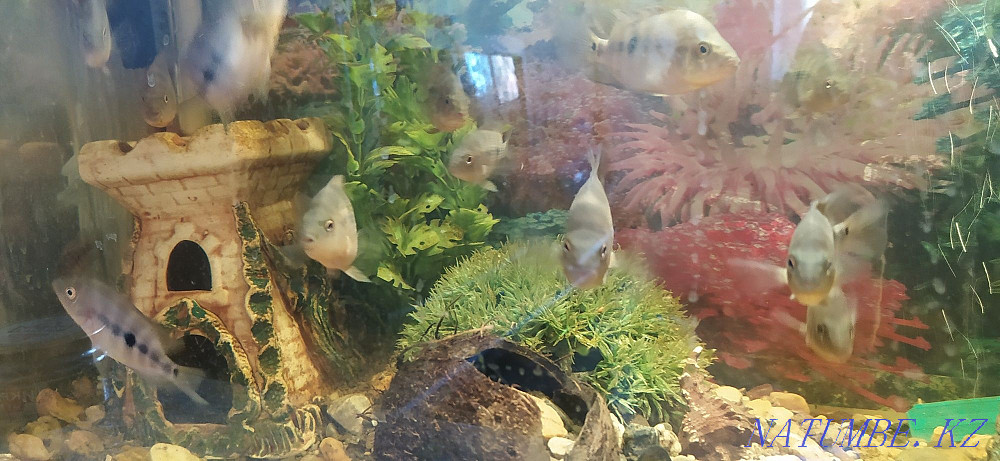 3-комнатная квартира Костанай - изображение 8