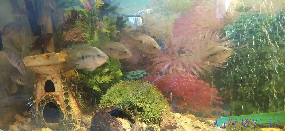 3-комнатная квартира Костанай - изображение 4