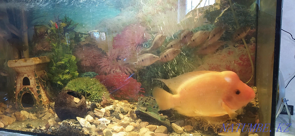 3-комнатная квартира Костанай - изображение 7