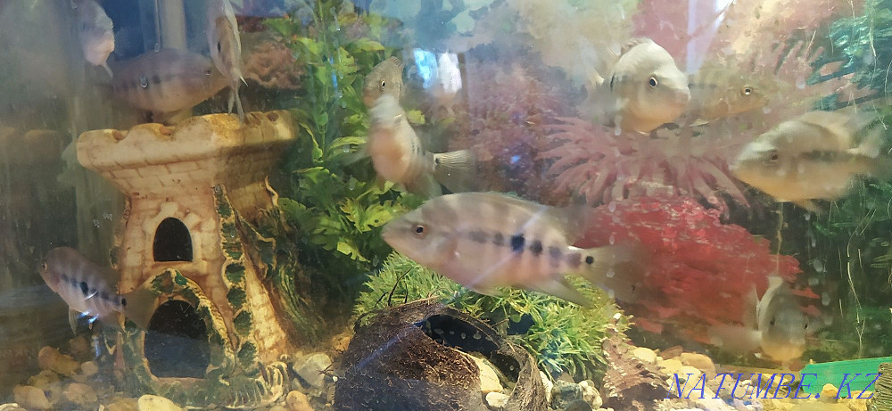 3-комнатная квартира Костанай - изображение 5