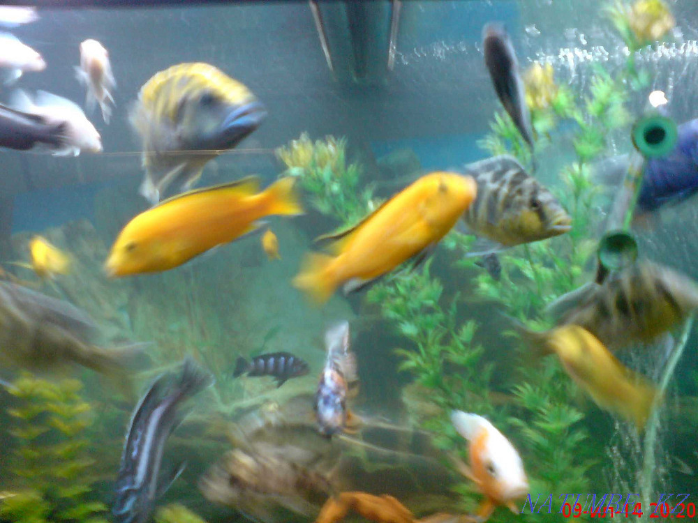 3-комнатная квартира Алматы - изображение 1