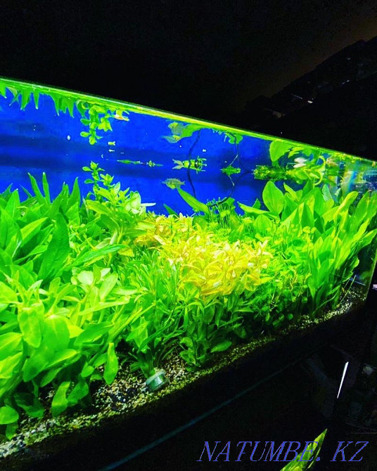 3-комнатная квартира Алматы - изображение 3