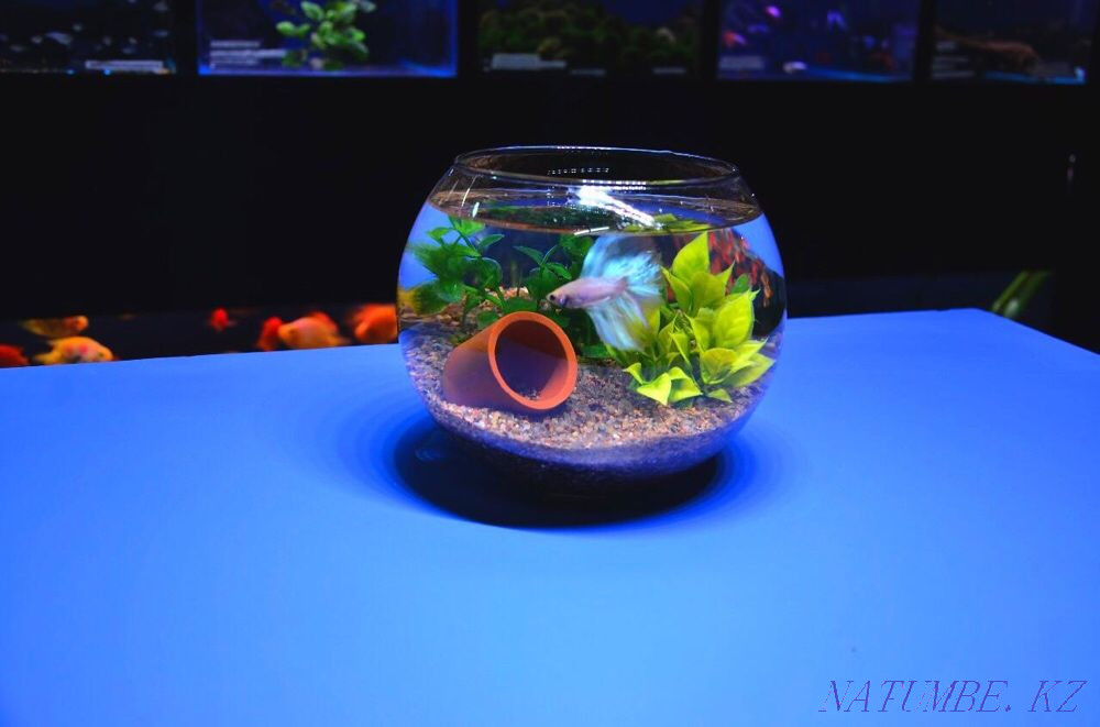 3-комнатная квартира Алматы - изображение 5