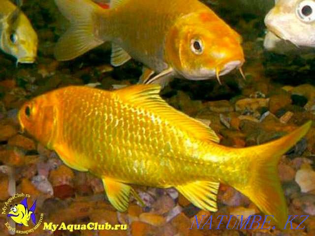 3 бөлмелі пәтер  Алматы - изображение 1