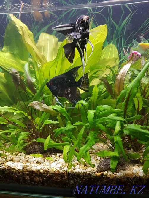 3-room apartment Pavlodar - photo 2