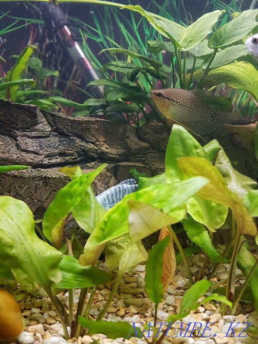 3-room apartment Pavlodar - photo 3