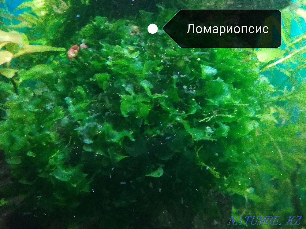 3-room apartment Aqtau - photo 6