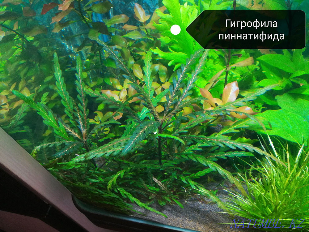 3-room apartment Aqtau - photo 3