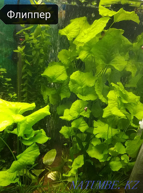 3-room apartment Aqtau - photo 4