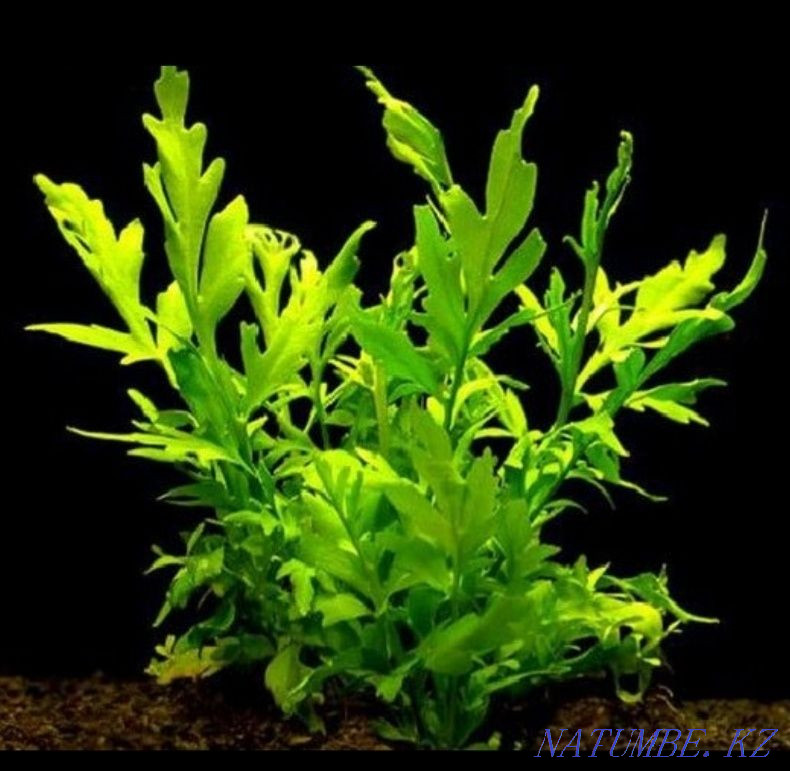 3-room apartment Aqtau - photo 1