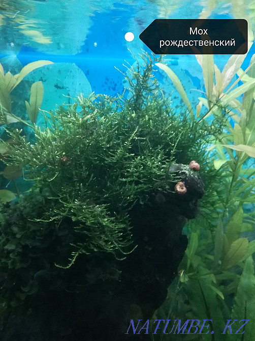 3-room apartment Aqtau - photo 7