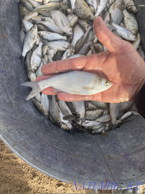 3 бөлмелі пәтер Шымкент - изображение 5