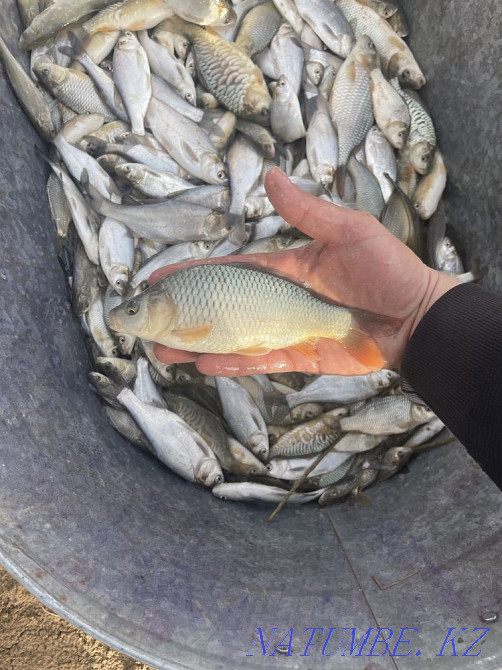 3 бөлмелі пәтер Шымкент - изображение 4