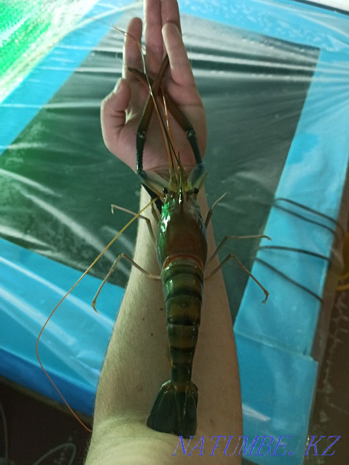 3-комнатная квартира Алматы - изображение 1