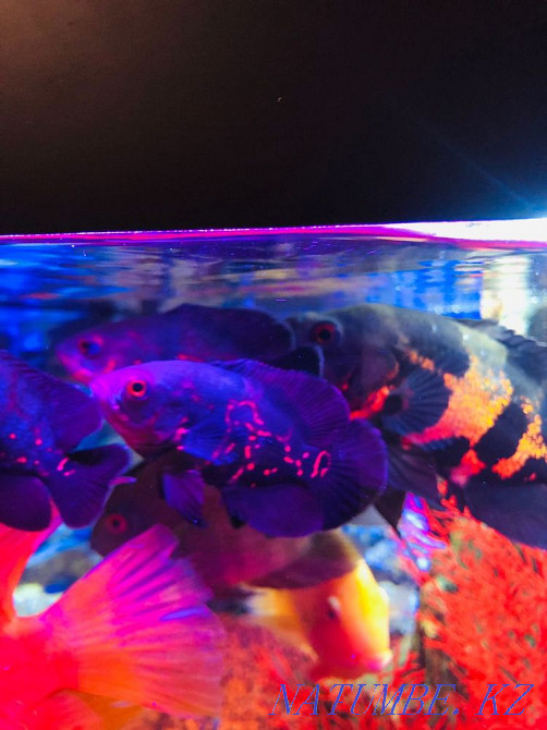 3-room apartment Ust-Kamenogorsk - photo 1