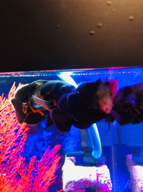 3-room apartment Ust-Kamenogorsk - photo 2