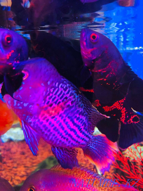 3-room apartment Ust-Kamenogorsk - photo 5