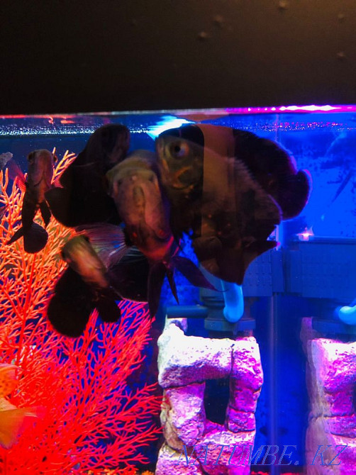 3-room apartment Ust-Kamenogorsk - photo 3