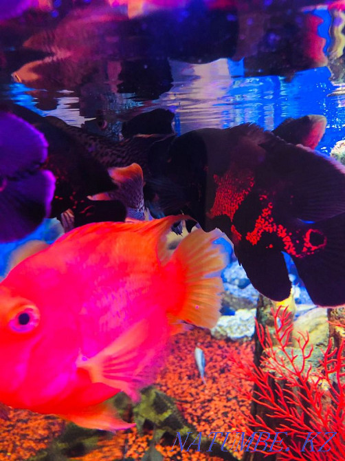 3-room apartment Ust-Kamenogorsk - photo 4