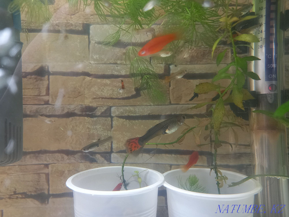 3-комнатная квартира Алматы - изображение 2