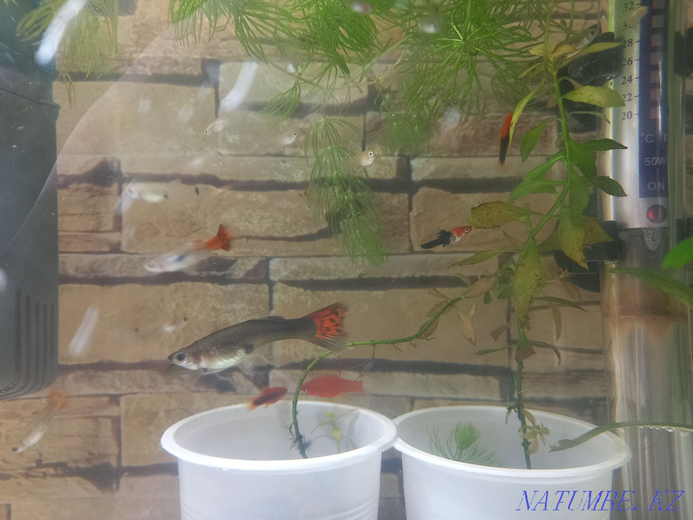 3-комнатная квартира Алматы - изображение 1