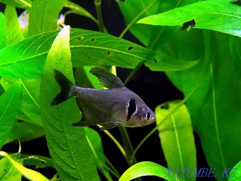 3-комнатная квартира Талдыкорган - изображение 1