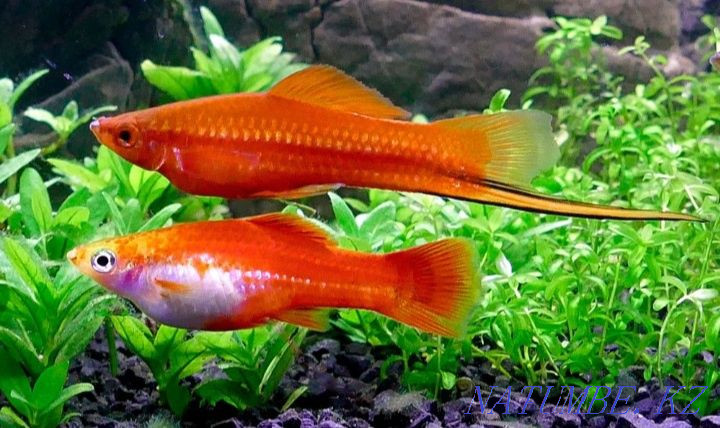 3-комнатная квартира Алматы - изображение 1