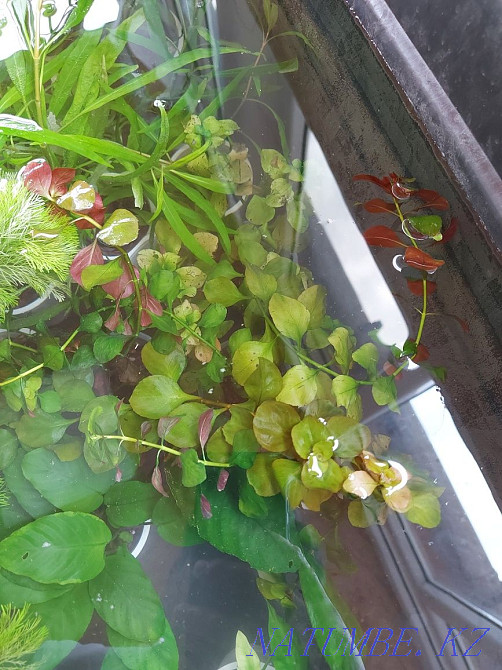 3 бөлмелі пәтер  Алматы - изображение 2