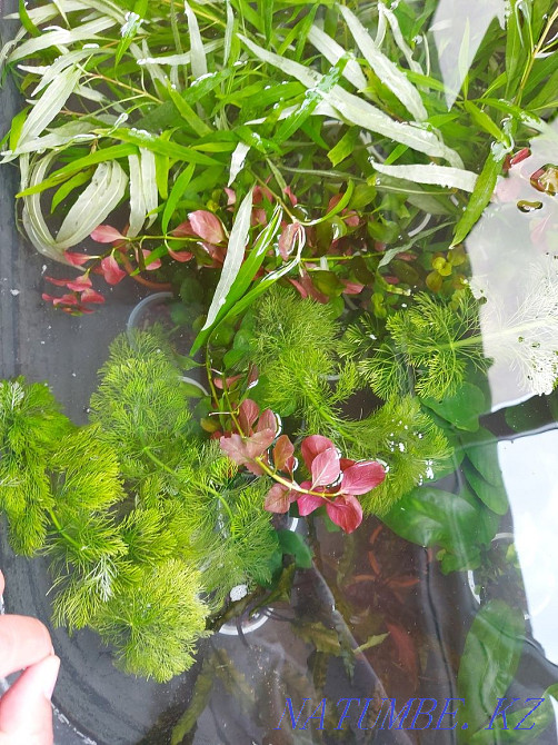 3 бөлмелі пәтер  Алматы - изображение 1