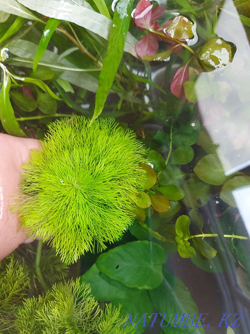 3 бөлмелі пәтер  Алматы - изображение 3