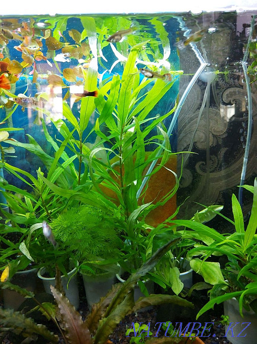 3-комнатная квартира Алматы - изображение 2