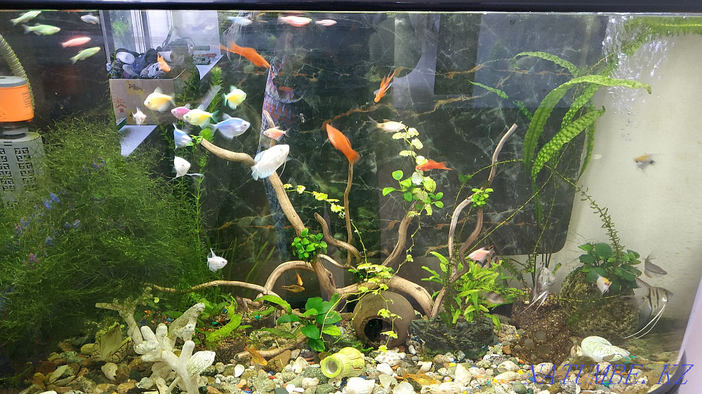 3 бөлмелі пәтер  Алматы - изображение 2