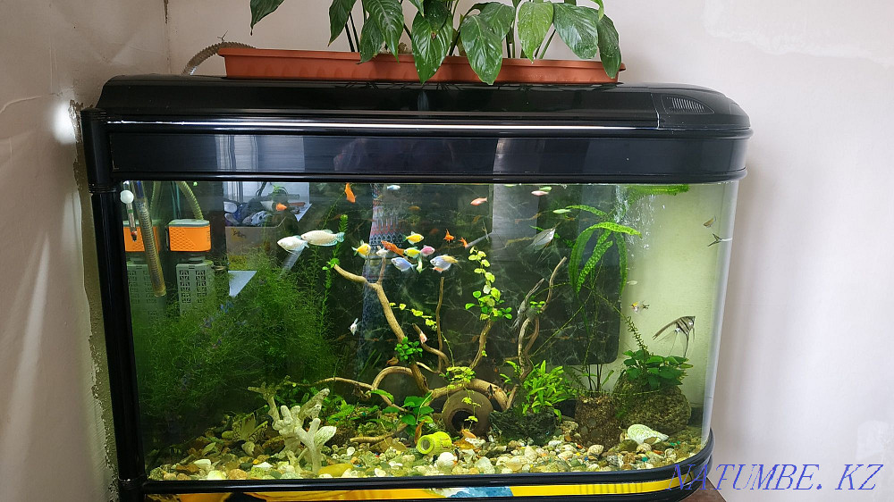 3 бөлмелі пәтер  Алматы - изображение 1