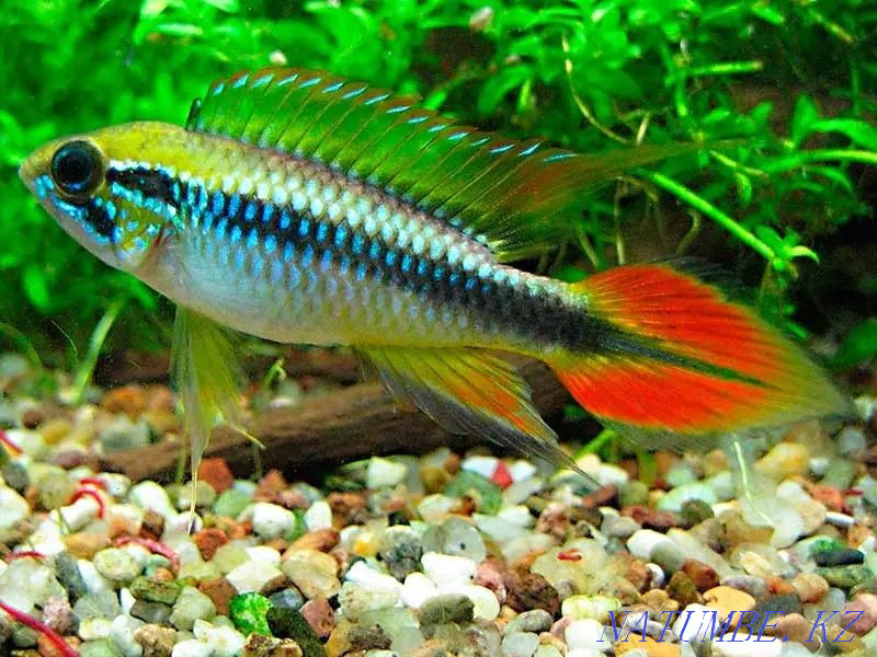 3-комнатная квартира Талдыкорган - изображение 1