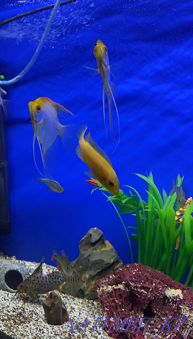 3-room apartment Kostanay - photo 4