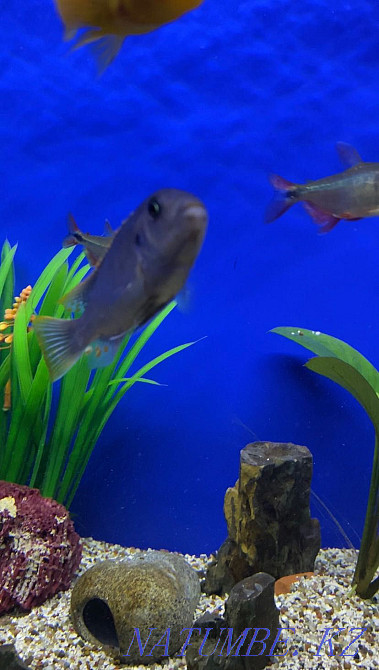 3-room apartment Kostanay - photo 2