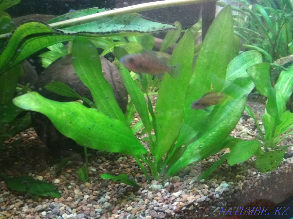 3-room apartment Pavlodar - photo 2