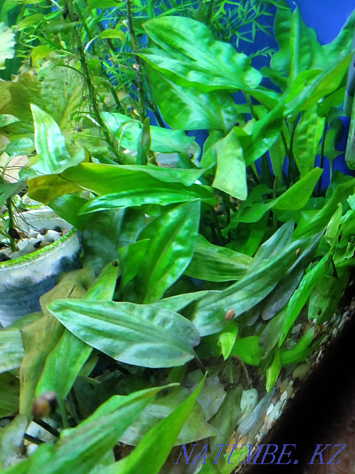 3-комнатная квартира Степногорск - изображение 1