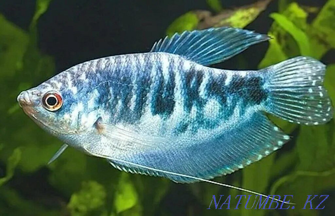 Marble gourami Shchuchinsk - photo 1