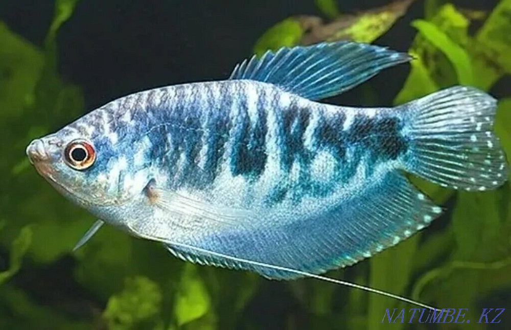 Мраморный гурами Щучинск - изображение 1