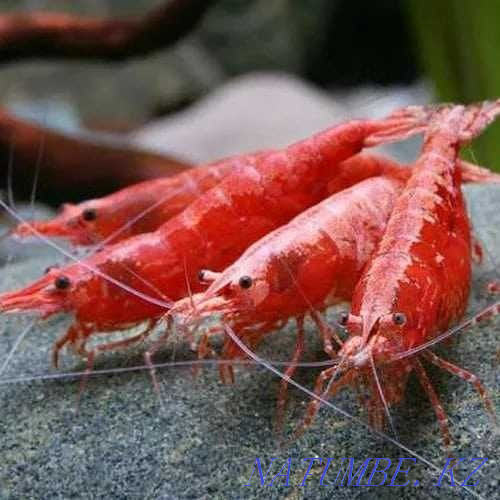 I sell cherry shrimp Karagandy - photo 2